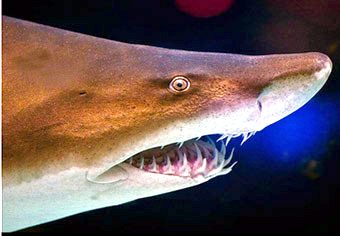 Carcharias taurus_01.jpg